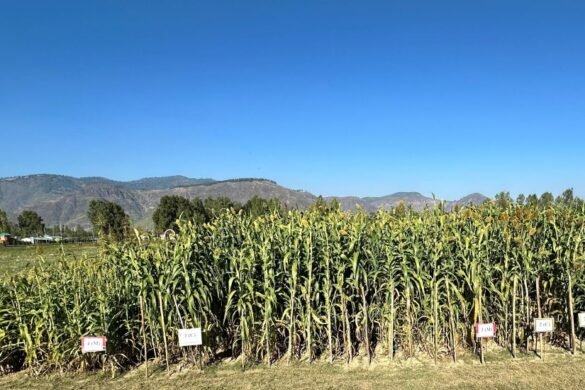 ICRISAT, SKUAST Develop 1st Cold-Tolerant Sorghum in Jammu and Kashmir