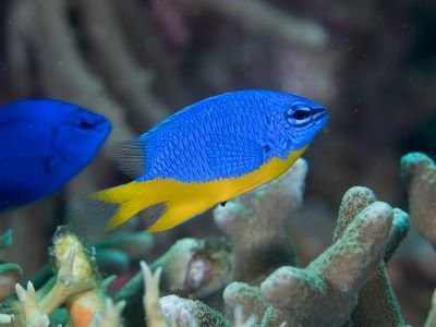 ICAR-CMFRI Achieves Captive Breeding of Golden Trevally Fish for Mariculture in India 12 Azure Damsel (Chrysiptera hemicyanea)