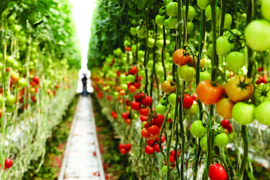 Bayer, Orbia Netafim Expand Collaboration to Advance Digital Farming Technology