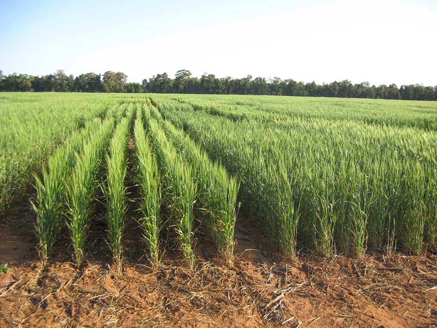 $10M Project Launched to Support Western Australia's Grain Growers 12 The HRZ project will focus on crop diversification strategies together with an integrated disease management approach