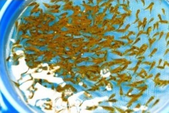 ICAR-CMFRI Achieves Captive Breeding of Golden Trevally for Mariculture in India
