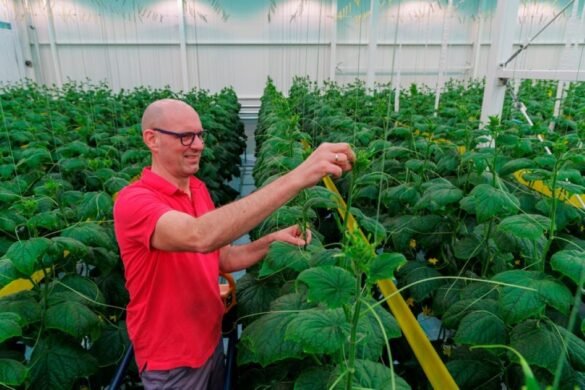 Rijk Zwaan Launches New LED Cucumber Trial