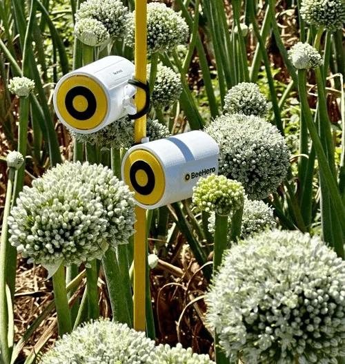 Hazera, BeeHero Collaborate to Enhance Pollinator Monitoring in Global Seed Production 9 Pollination Insight Platform System