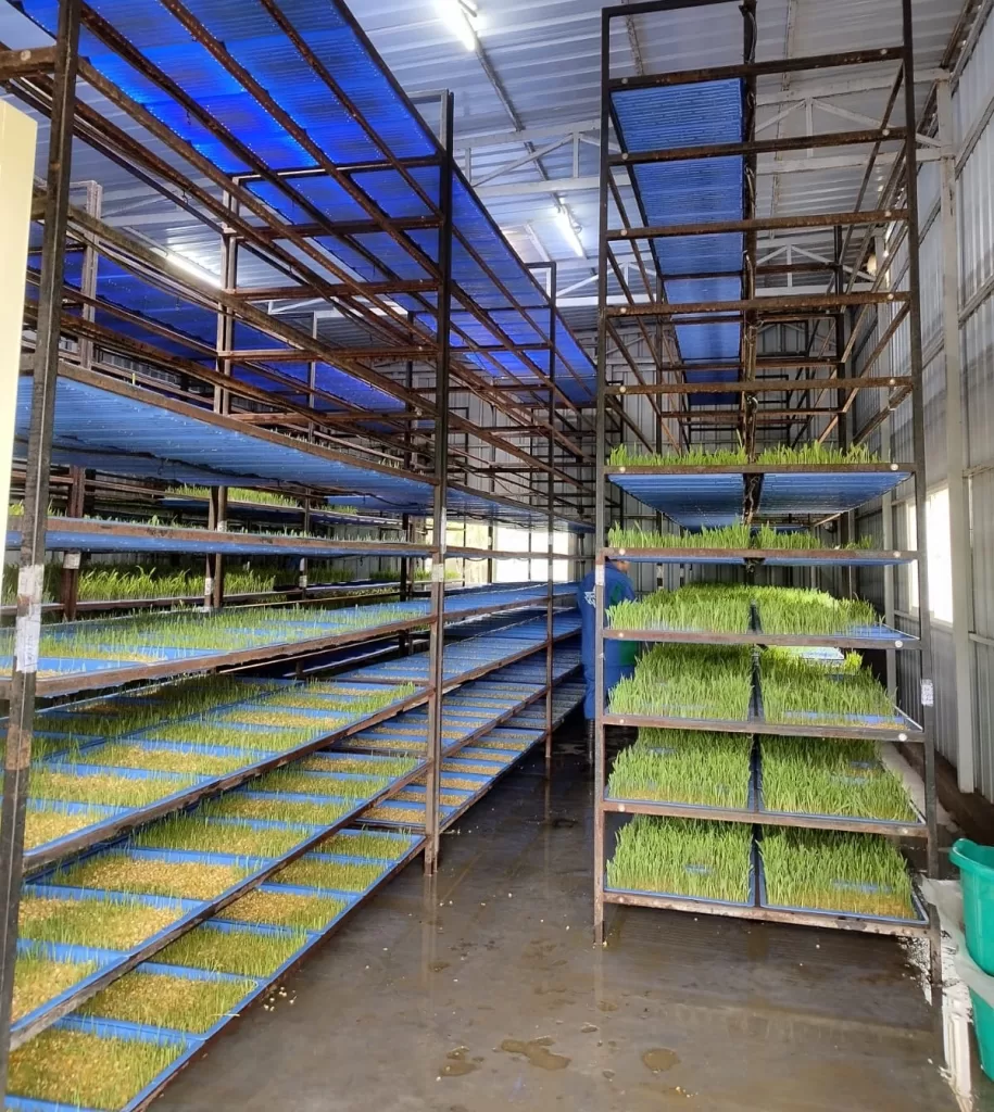 Hydroponic facilities