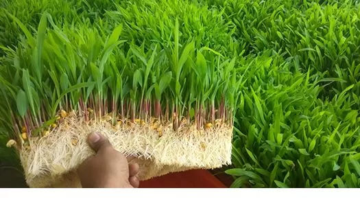 green fodder1